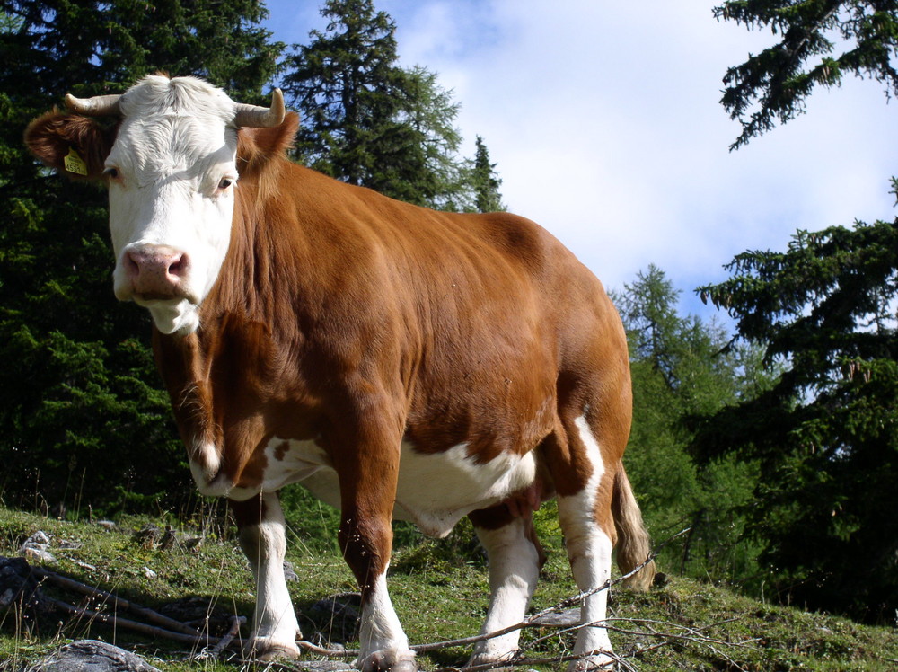 Neugierig am Wegesrand...