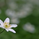 neugierig aus der "Ecke"