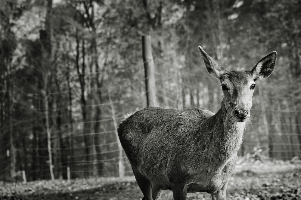 Neugierig Black& White