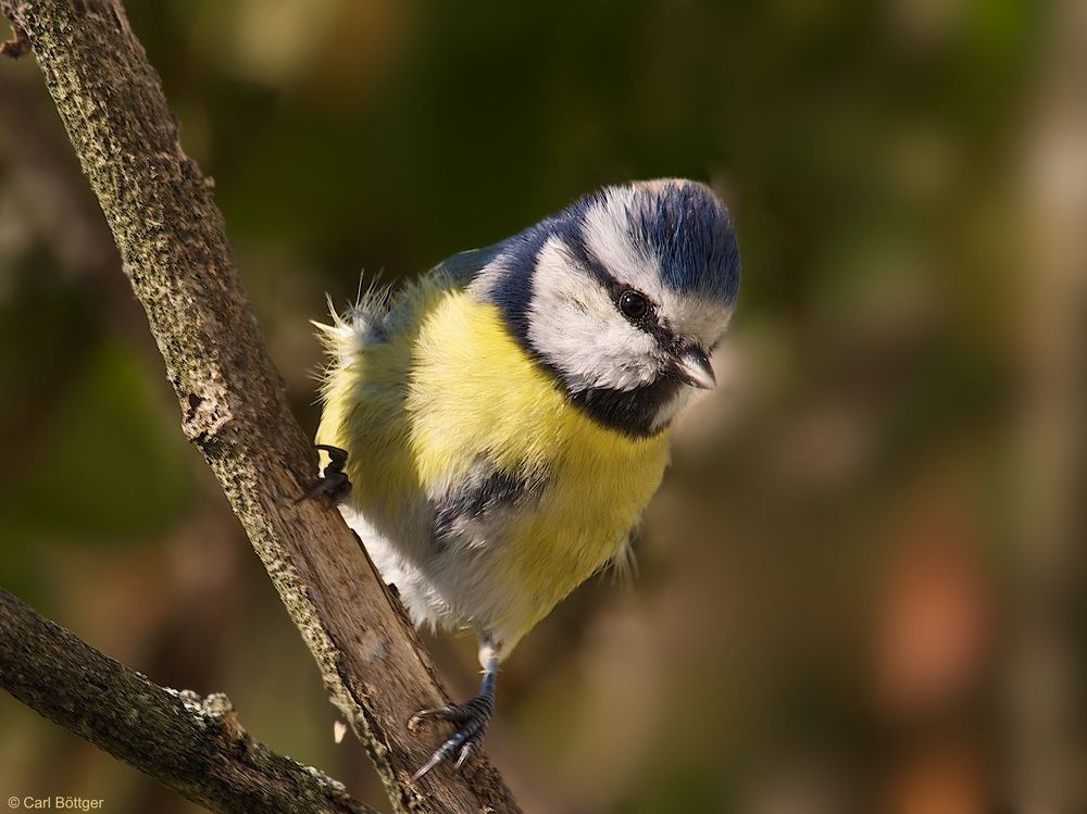 Neugierig (Blaumeise)