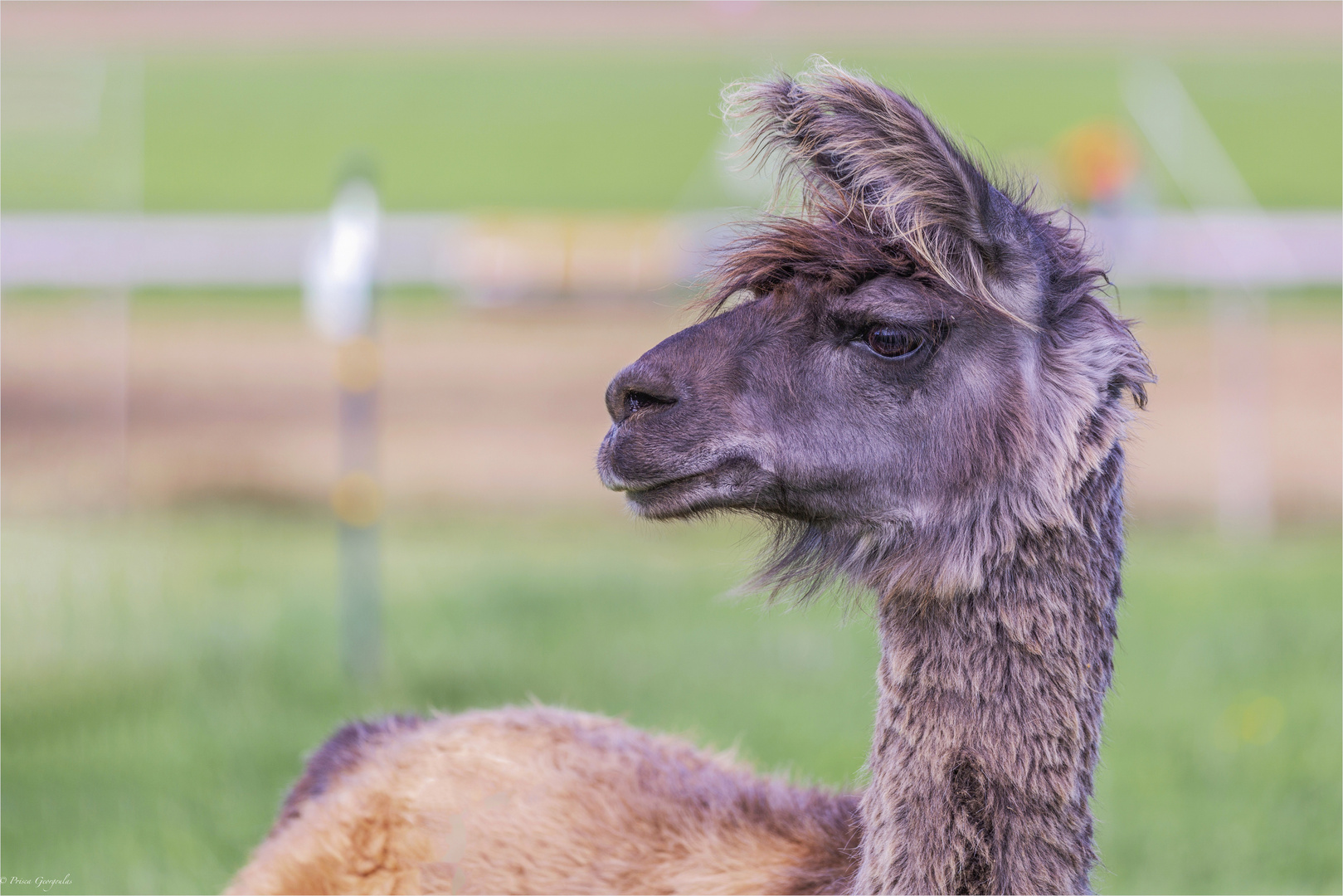 Neugierig dieses Lama - Lama glama