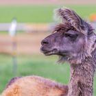 Neugierig dieses Lama - Lama glama