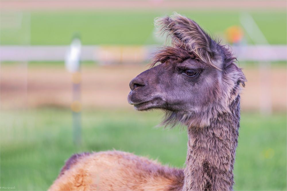 Neugierig dieses Lama - Lama glama