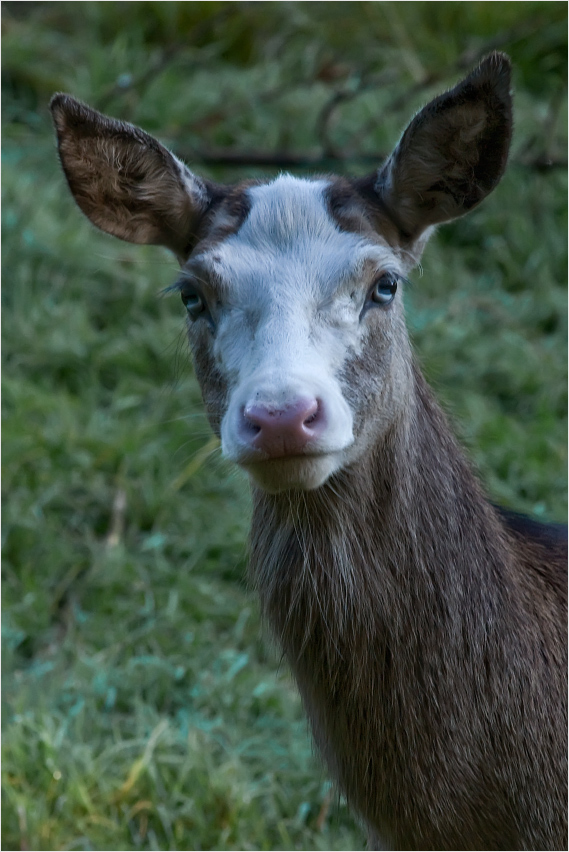 neugierig