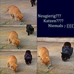 Neugierig????