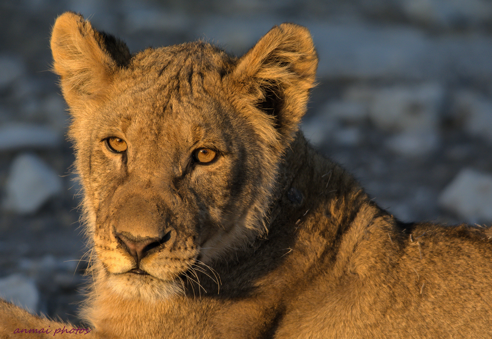 NEUGIERIG!! Etosha NP.