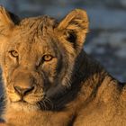 NEUGIERIG!! Etosha NP.