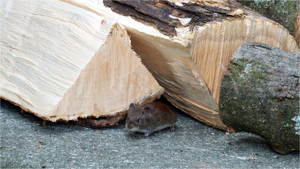 neugierig flitzte sie am frisch gehackten Holz hin und her ..... Foto ...