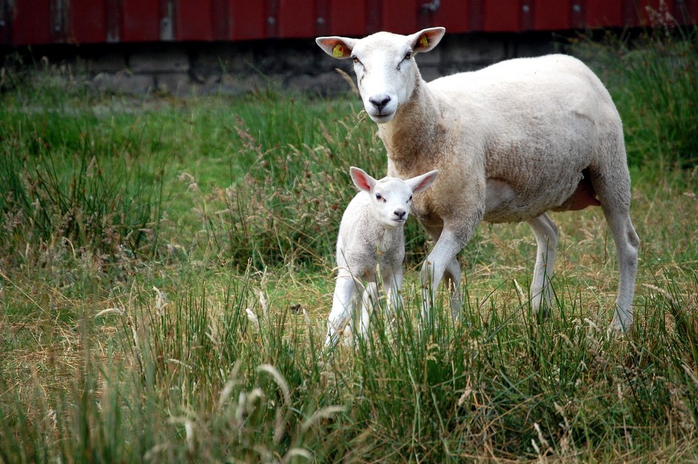 neugierig guckend