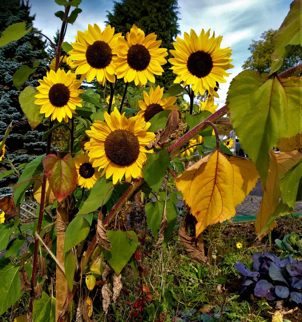 Neugierig in den Herbsttag schauen