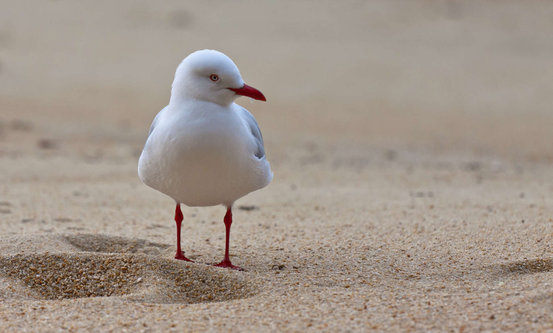 Neugierig / inquisitive gull