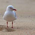 Neugierig / inquisitive gull