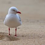 Neugierig / inquisitive gull