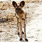 Neugierig ist er ja schon - Löffelhund im North-Luangwa NP / 15.06.2013