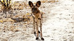 Neugierig ist er ja schon - Löffelhund im North-Luangwa NP / 15.06.2013