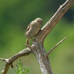 Neugierig - junger Haussperling