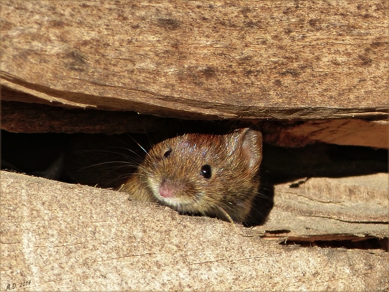 Neugierig lugte die Maus aus dem Holzstapel.