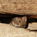 Neugierig lugte die Maus aus dem Holzstapel.