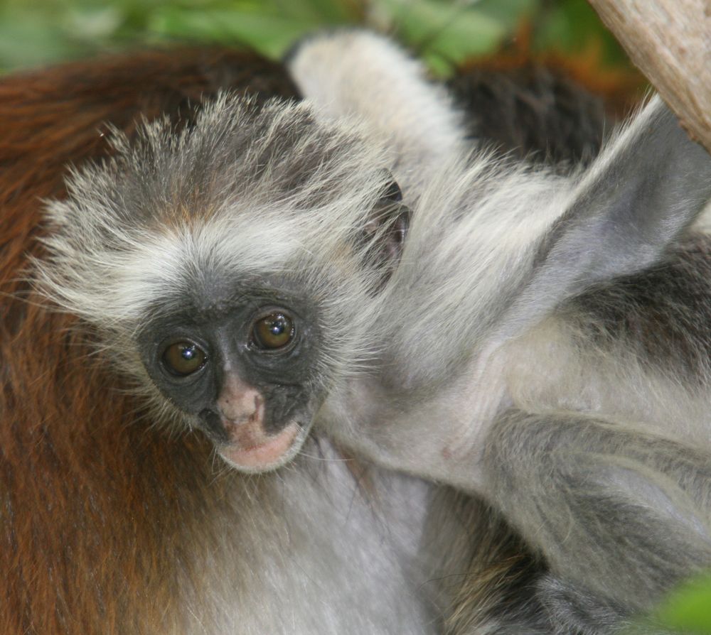 Neugierig (neugeborener Colobus Affe auf Sansibar) by manu.best 