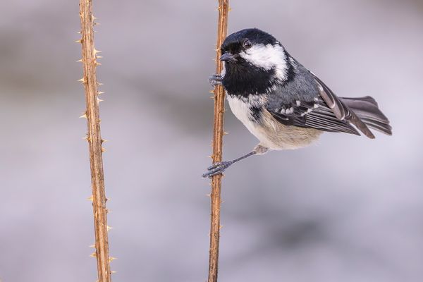Neugierig schaute hier...