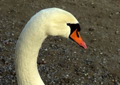 Neugierig schon, aber auf der Hut ist dieser Schwan am Rheinufer