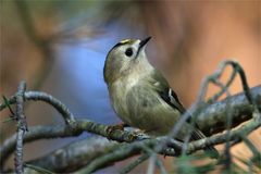 Neugierig? Wintergoldhähnchen - Regulus regulus