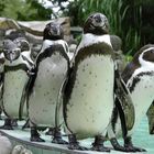 neugierig, witzig, sozial, kontaktfreudig - Humboldts Pinguine