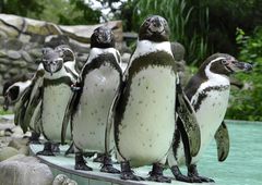 neugierig, witzig, sozial, kontaktfreudig - Humboldts Pinguine