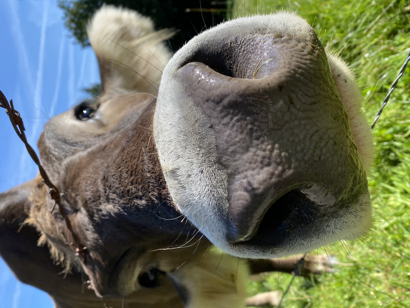 Neugierige Allgäuer Kuh