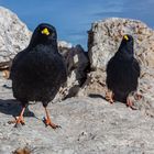 Neugierige Alpendohle