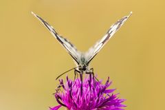 neugierige Ameise