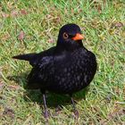 Neugierige Amsel