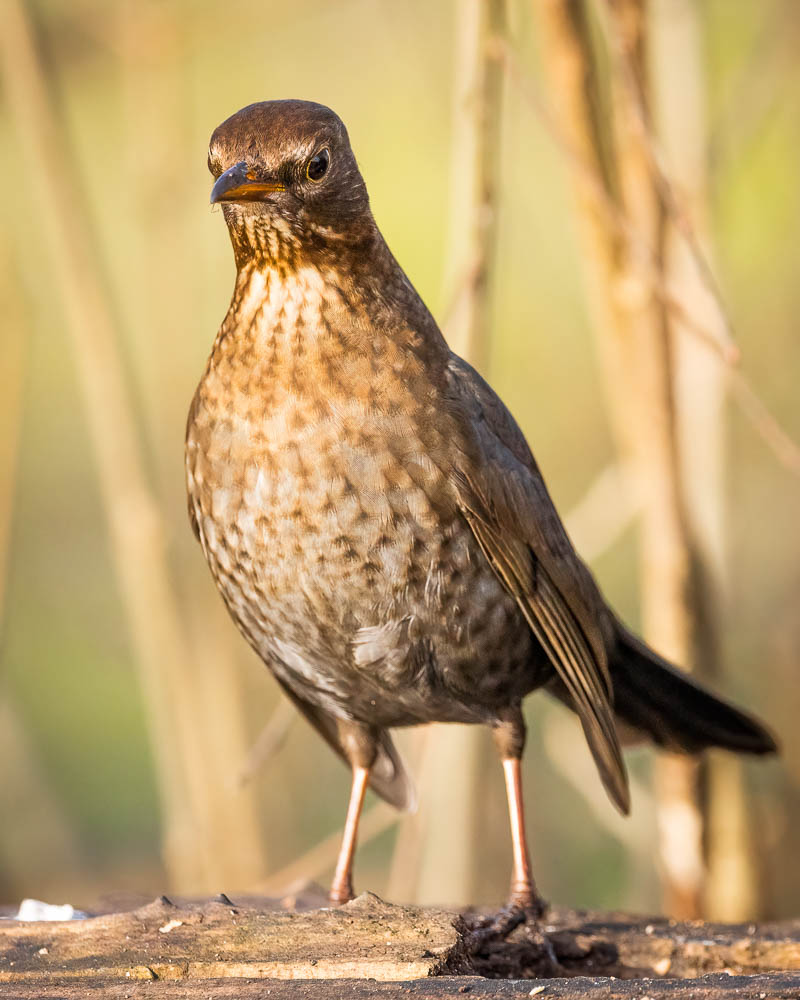 Neugierige Amsel