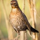 Neugierige Amsel