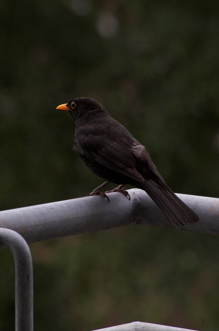 Neugierige Amsel