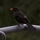 Neugierige Amsel