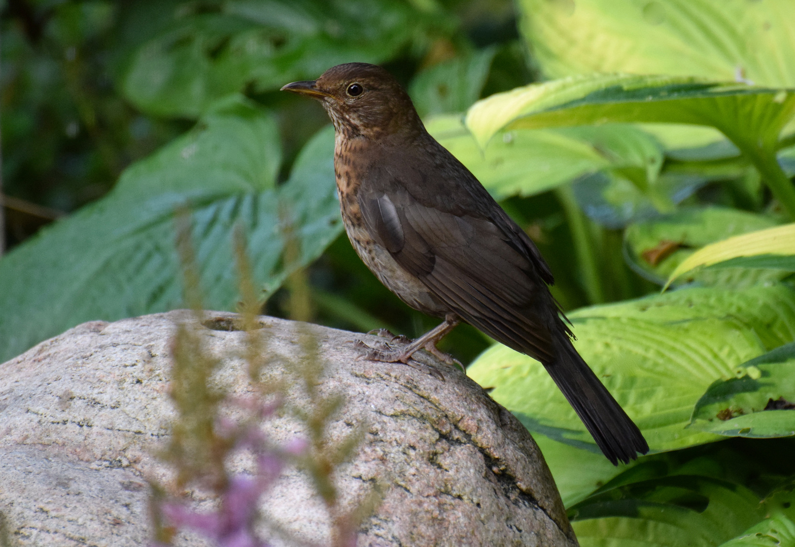 Neugierige Amsel