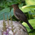 Neugierige Amsel