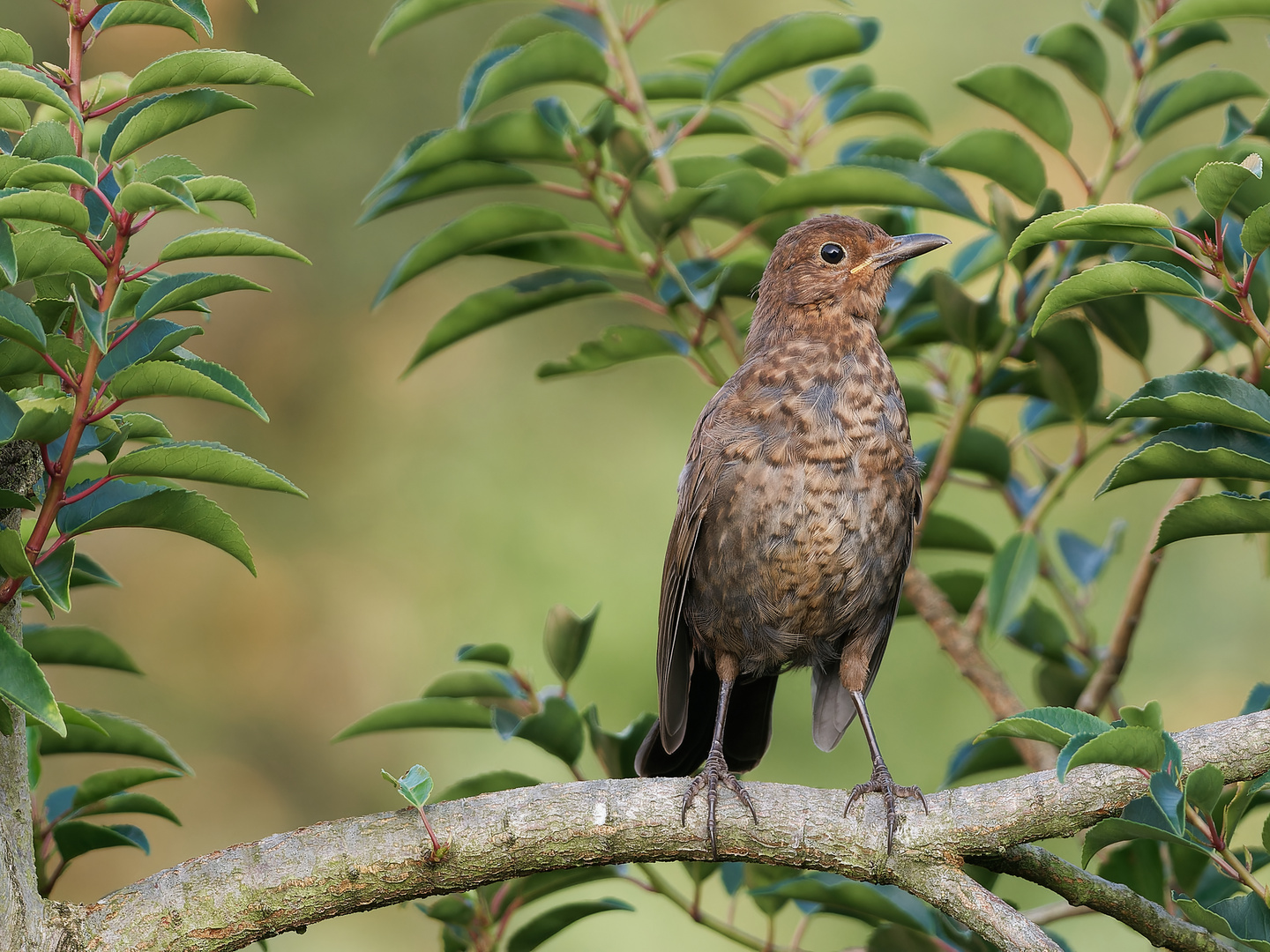 Neugierige Amsel