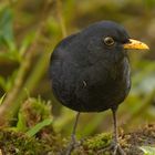 Neugierige Amsel