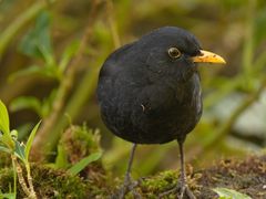 Neugierige Amsel