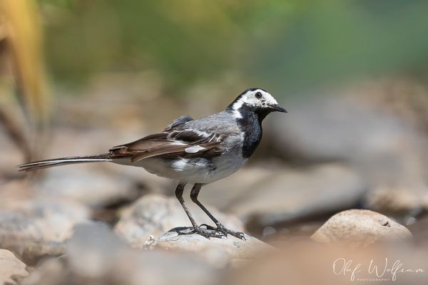 Neugierige Bachstelze