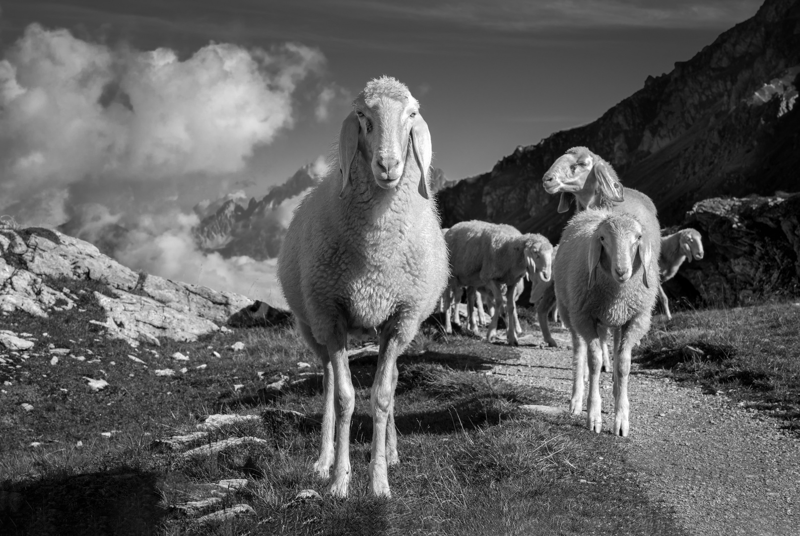 neugierige Bergschafe