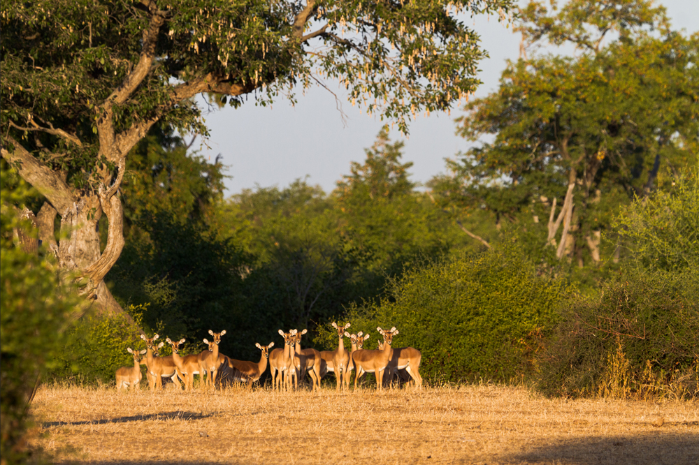 Neugierige Besucher, die Impalas, schauen uns beim Frühstück zu.