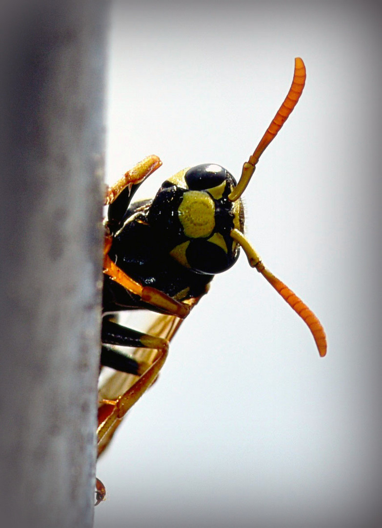 Neugierige Biene