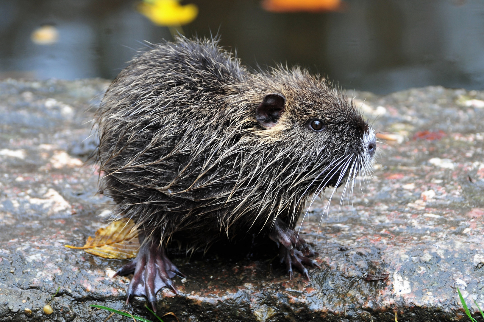 neugierige Bisamratte