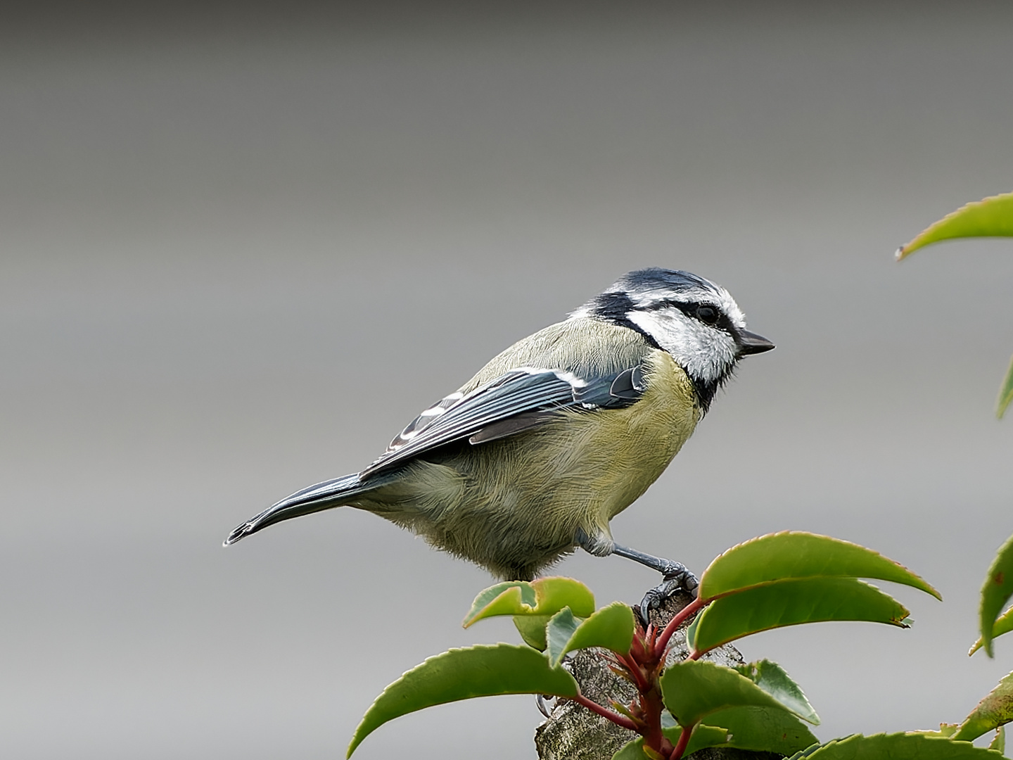 Neugierige Blaumeise