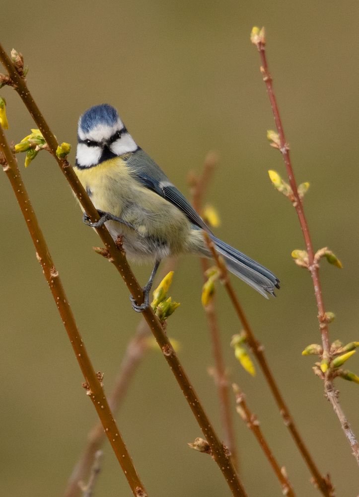 neugierige Blaumeise