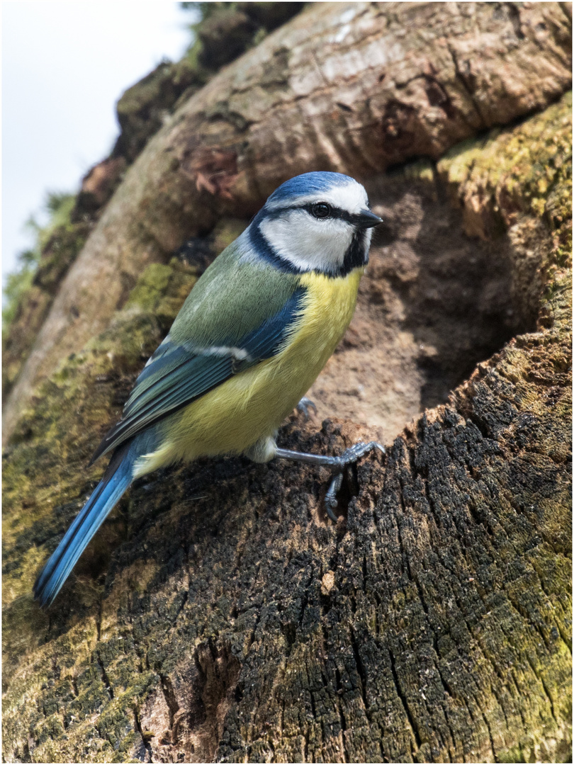 neugierige Blaumeise an einer Kleiber Brutröhre  .....