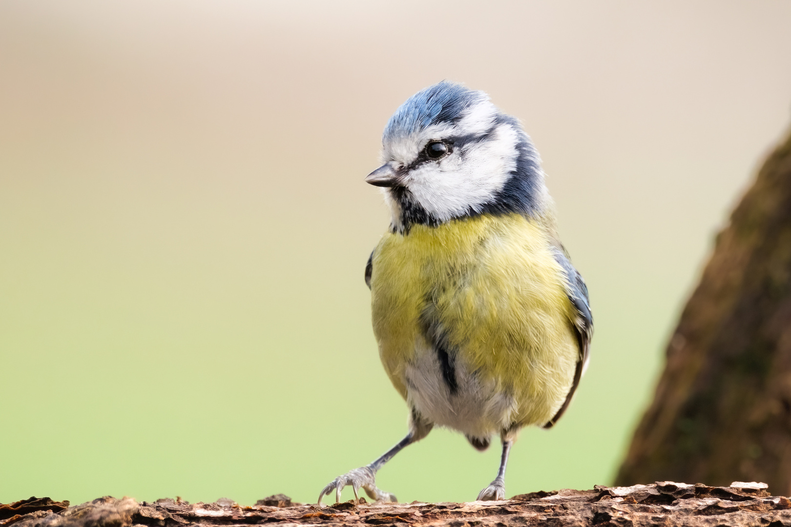 Neugierige Blaumeise